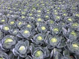 Uprawa kapust – kierunki zmian (cz. II) – nawożenie i ochrona