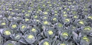 Uprawa kapust – kierunki zmian (cz. II) – nawożenie i ochrona