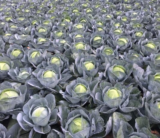 Uprawa kapust – kierunki zmian (cz. II) – nawożenie i ochrona