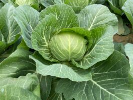 Nowe trendy w uprawie kapusty (cz. III)
