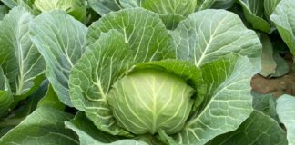 Nowe trendy w uprawie kapusty (cz. III)