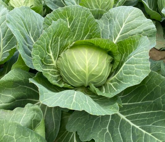 Nowe trendy w uprawie kapusty (cz. III)