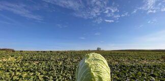 Kapusta czerwona, włoska, pekińska