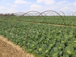 Nowe trendy w uprawie kapusty (cz. I)