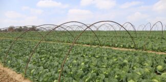 Młoda polska kapusta już niebawem!