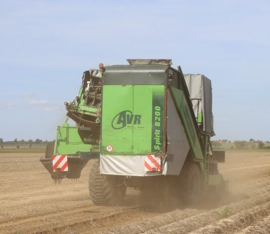 Polska czwartym producentem ziemniaków w UE w 2024 roku. producenci ziemniaków