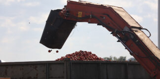 Dopłaty do produkcji pomidorów przemysłowych