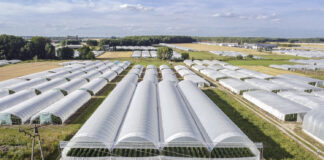 Niezbędne w uprawie papryki, cz. II – tunele, podłoża, wielodniczki i odmiany