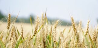 Aplikacja – zgłoś szkodę rolniczą