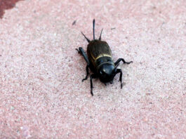 Turkuć podjadek – jaja, larwa, naturalny wróg, czego nie lubi? turkuc