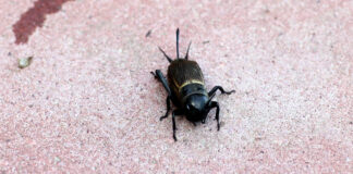 Turkuć podjadek – jaja, larwa, naturalny wróg, czego nie lubi? turkuc