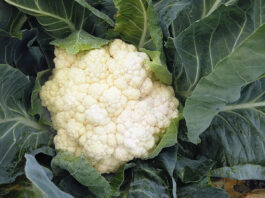 Pomoc dla rolników produkujących kalafiory i brokuły