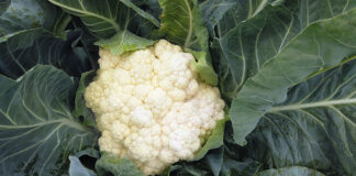 Pomoc dla rolników produkujących kalafiory i brokuły