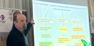 Kadm w warzywach – czy jest groźny? Nowe normy i obostrzenia