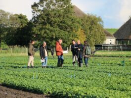 Szpinakowe pola w Holandii