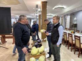 Kapusty białe (cz. II) – rekomendacje uprawowe