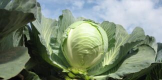 Uprawa kapust – kierunki zmian cz. I. Wybór odmiany stopka