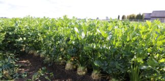 Nawożenie selera – czy można stosować nawozy chlorkowe?