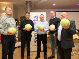 Kapusty do przetwórstwa i na świeży rynek