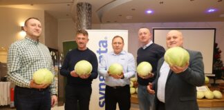 Kapusty do przetwórstwa i na świeży rynek