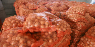 Poszukiwane odmiany cebuli  w sezonie 2023. Niektórych nasion zaczyna już brakować w sklepach