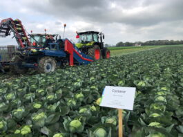 Odmiany warzyw na niepewny rok