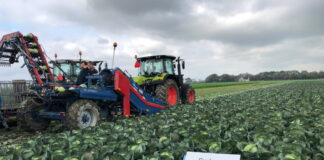 Odmiany warzyw na niepewny rok