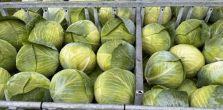 Odmiany kapusty – białe i płaskie, które najlepsze? odmiana kapusty ogrodowej krzyżówka | warzywapolowe