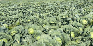 Na jakie odmiany warzyw od Bejo warto postawić w sezonie 2024