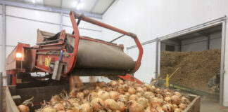 Cebule na 2024. Cz. III Nawożenie, ochrona, przechowywanie