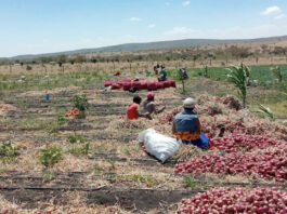 Cebula po 10-20 gr/kg. Indyjscy farmerzy w kryzysie