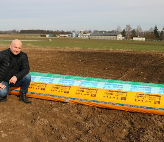 Jak uchronić wczesną kapustę przed przymrozkami? kapusta a przymrozki