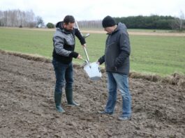 Przygotowanie stanowiska pod uprawę kalafiora – pobieranie gleby, analizy i zalecenia