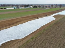Testujemy trzy rodzaje agrowłóknin w uprawie kalafiorów na wczesny zbiór