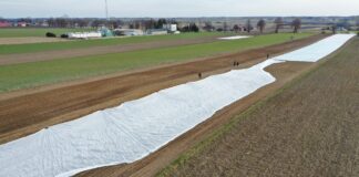 Testujemy trzy rodzaje agrowłóknin w uprawie kalafiorów na wczesny zbiór