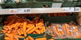 Ceny marchwi i pietruszki – marzec 2023 marchew cena za kg | warzywapolowe