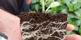 Jak poprawić funkcjonowanie roślin by lepiej wykorzystać zasoby gleby
