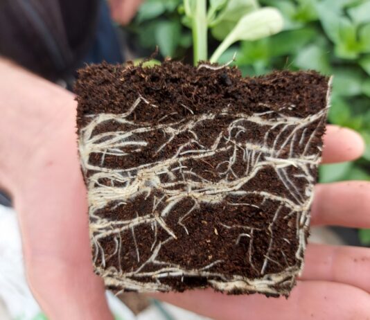 Jak poprawić funkcjonowanie roślin by lepiej wykorzystać zasoby gleby