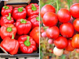 Pomidor oraz papryka i ich uprawa w gruncie – webinarium 14 marca