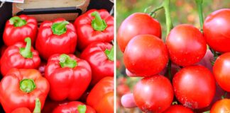 Pomidor oraz papryka i ich uprawa w gruncie – webinarium 14 marca