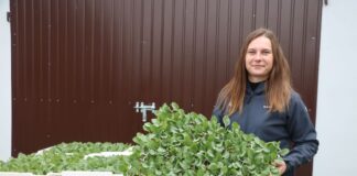 Wyrównana rozsada, sprawdzone i nowe odmiany kalafiorów