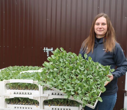 Wyrównana rozsada, sprawdzone i nowe odmiany kalafiorów