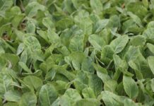 Wzmocnienie kapusty „od początku”