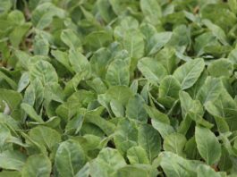 Wzmocnienie kapusty „od początku”