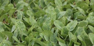 Wzmocnienie kapusty „od początku”