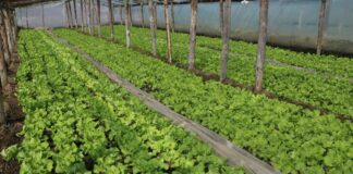 Pierwsze sałaty z nieogrzewanych tuneli już niebawem!