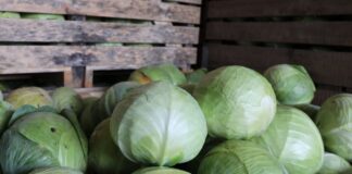 Dwie uniwersalne odmiany kapusty do przechowywania