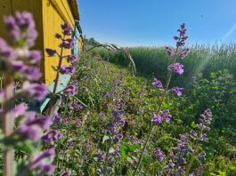 W trosce o owady zapylające