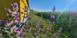 W trosce o owady zapylające