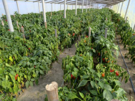 Dlaczego papryka więdnie?